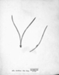 Cronartium pini image